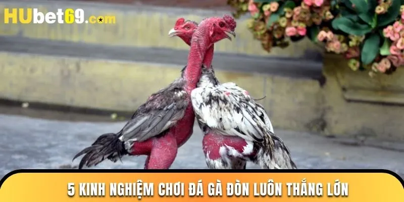 5 kinh nghiệm chơi đá gà đòn luôn thắng lớn