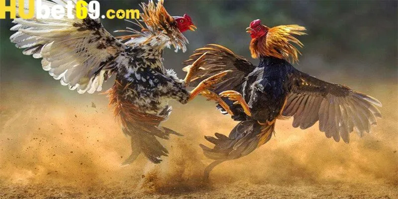 Cách chơi đá gà C1 tại Hubet cho hội viên
