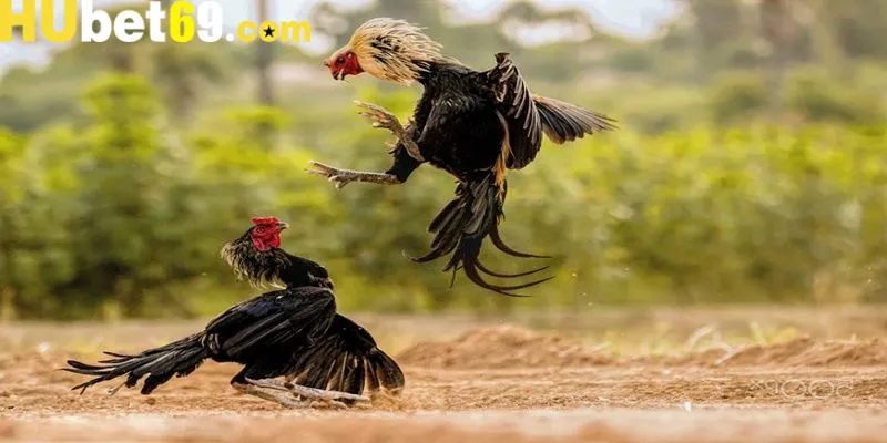Quy tắc tranh tài chiến kê chuẩn xác